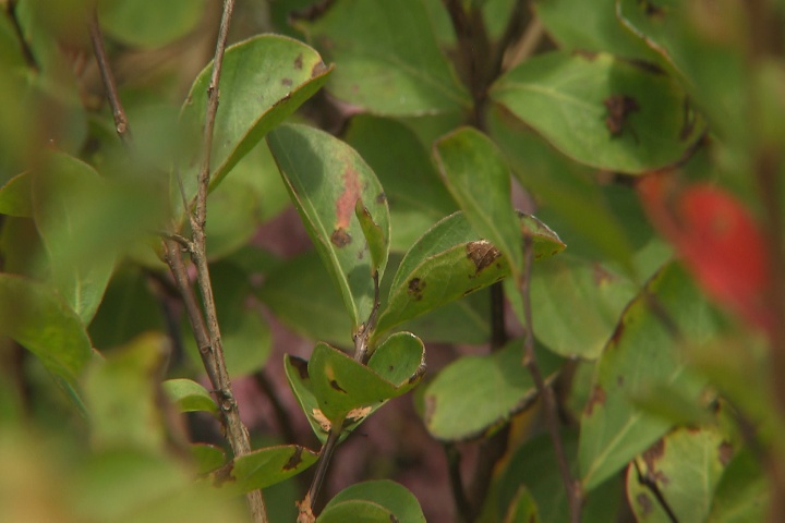 Cercospora on crape myrtles not a major problem 